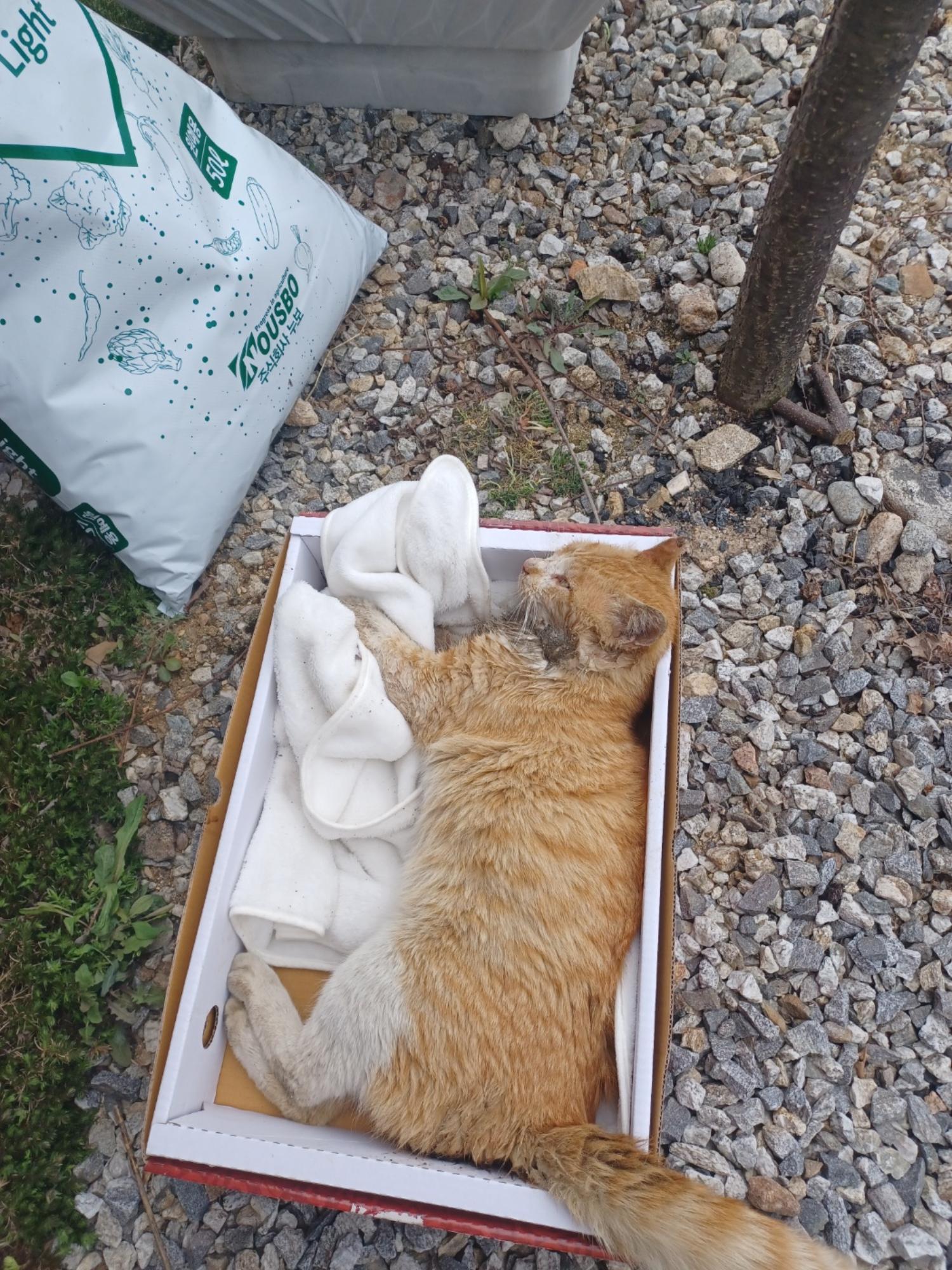 종료(안락사) 한국…